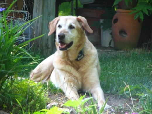 Gracie, our gentle Giant - Lab/Great Dane Mix