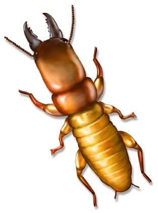 Picture of a Dampwood Termite