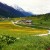 Photo of Spring flowers coloring the meadows. Photo of Spring flowers coloring the meadows.