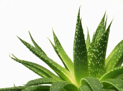 Aloe vera