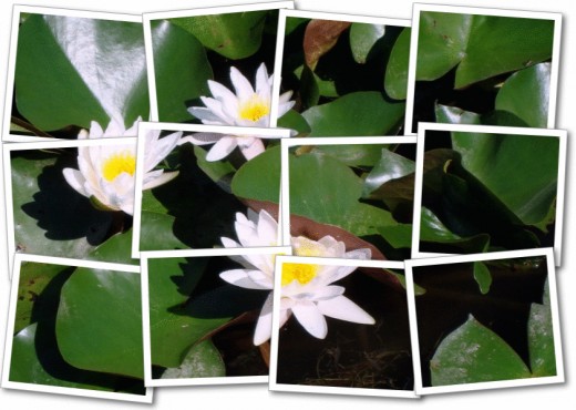 collage