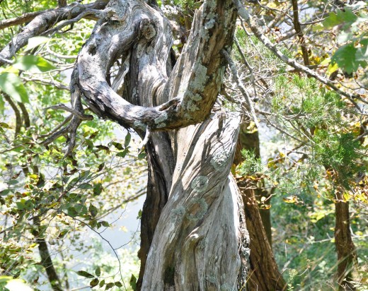 Twisted cedar. Author photo.