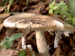 Photography 6: Mushrooms.