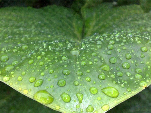 In this photo, I was experimenting with a few close up shots after the rain