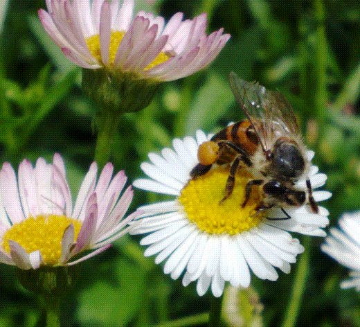 This was my firs ever Photo, with my Cell phone: Look at the raggedy wings of the bee, the texture of the flowers, also look at the size of the flower, it is almost as big as the bee.