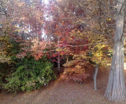 This beauty was taken in Autumn in the Botanical Gardens at Emmerentia Lake. This is my favorite season because of the colors and cool weather.