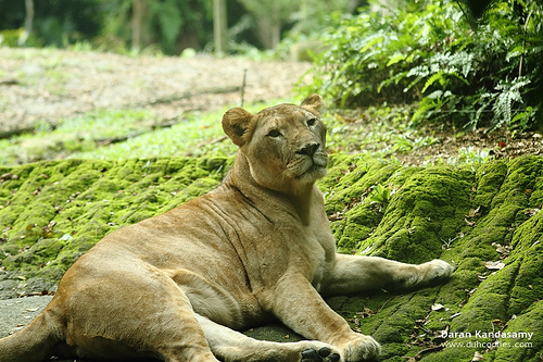 African Lion.     Photo by: Daran Kandasamy