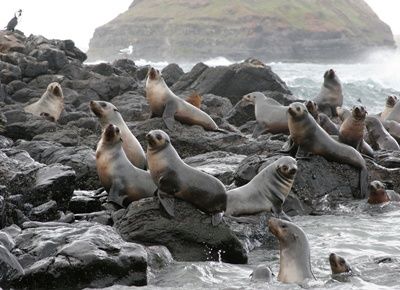 Shark supermarket...Seal Rock