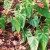 Anthuriums Anthuriums