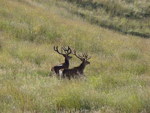 Know the best time to hunt with Deerhunter's Edge Hunting Predictor