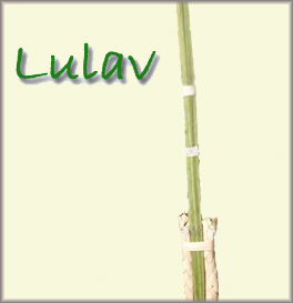 a palm branch (in Hebrew, lulav)