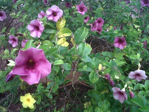 The flowers of home.