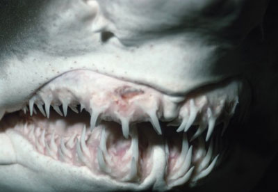 A sand tiger sharks grin. Could braces have helped here?  Smile for the camera baby