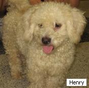 OOOOh Henry with Mutts & Meows
