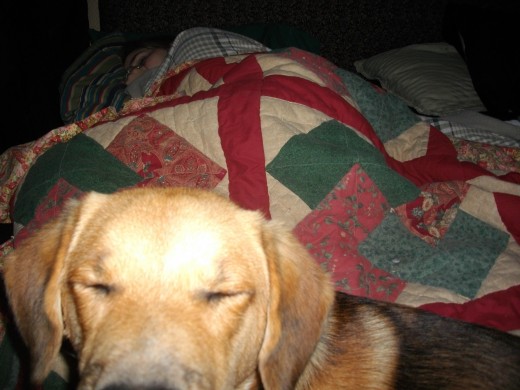sleepy dog