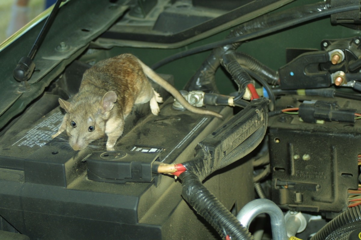 How to Keep Mice, Rats and Other Rodents out of Your Car Engine