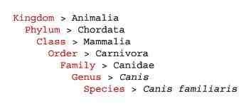 Showing the taxonomic classification of Fido, a dog.