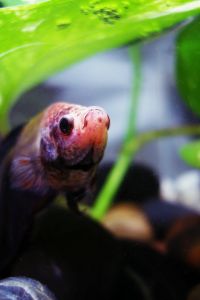 A small Biorb fish tank will do well for your betta!