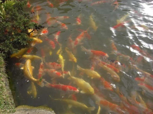 More greedy koi. You can purchase food to give them at the tea house.