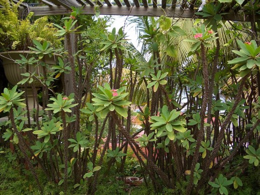 Some of the beautiful plant life you can find on the Island of St. Thomas