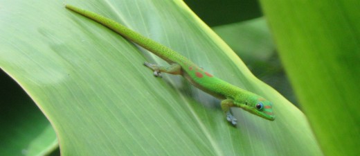 Green Lizard in Hawaii