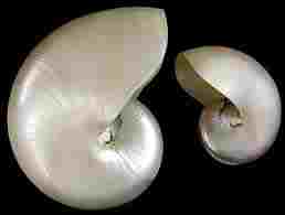 Highly polished shell
