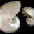 Highly polished shell Highly polished shell