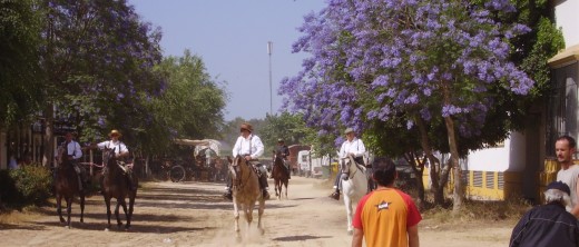 Jacaranda Trees in El Rocio