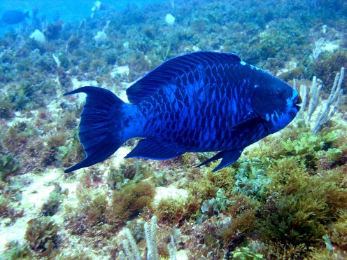 Blue Parrot Fish  from Saunderslog