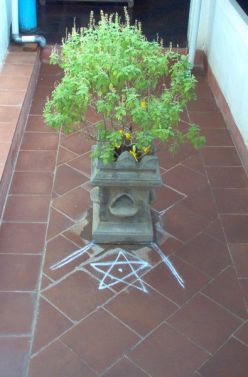 The tulsi plant grown in front of houses for protection and veneration