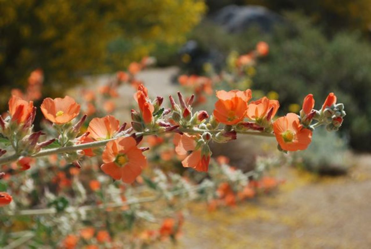 Desert flowers in California