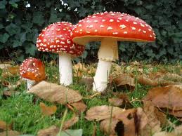 There is a large amount of literature based on this single mushroom, the amanita muscaria. which is one of the most easily distinguished mushrooms.