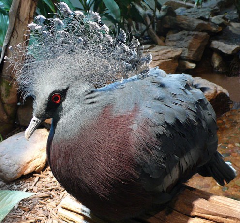 Victoria Crowned Pigeon at the Zoo