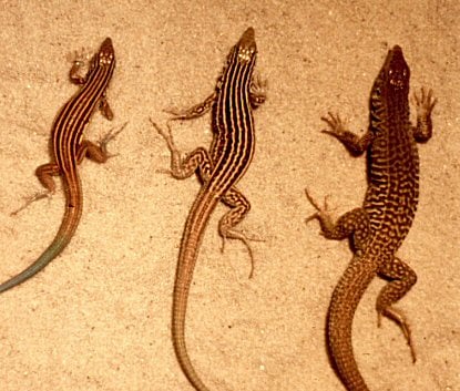 Whiptail lizards.