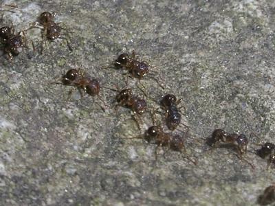 All-female ant species.