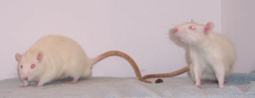 Albino rats