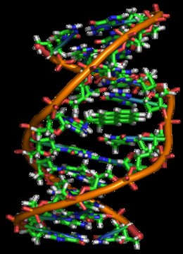 DNA in the process of mutation from a major mutagen in tobacco smoke. Not enough corruption of flesh for Noah's Flood.