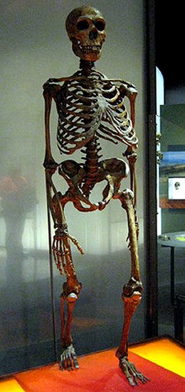A skeleton of Homo neanderthalensis on display at the American Museum of Natural History. Was this the target of Noah's Flood?
