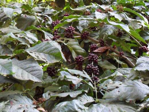Coffee Beans - Spice Garden, Munnar