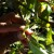 Laung (Clove) - Spice Garden, Munnar
