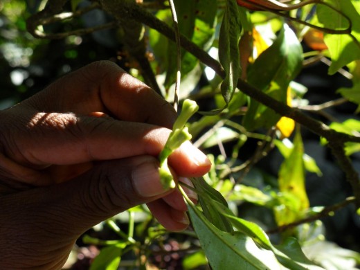 Laung (Clove) - Spice Garden, Munnar