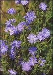 chicory