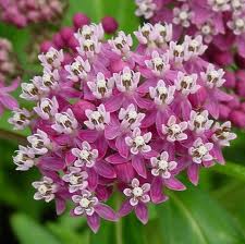 milkweed