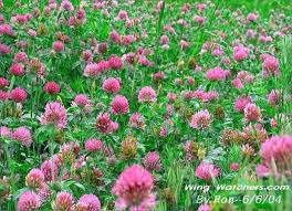 red clover