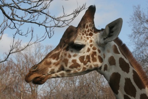 A Giraffe is one of the many amazing animals you will see at the St. Louis Zoo.