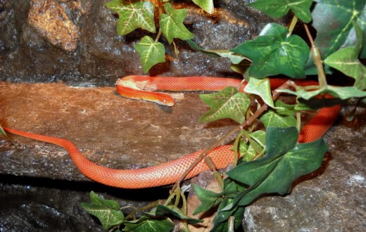 It is important that you know how to care for a shedding snake.