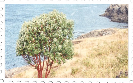 Whale watching spot just south of Lime Kiln Point