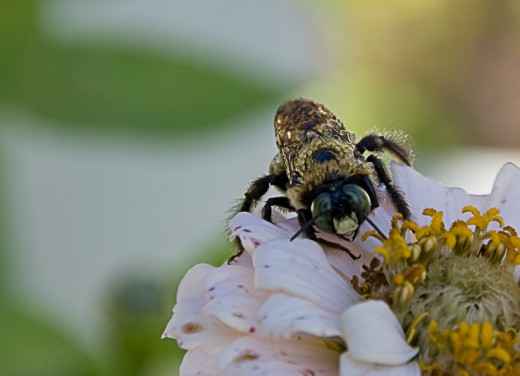 A Canon Rebel Macro Lens was necessary to get this shot of a bee.