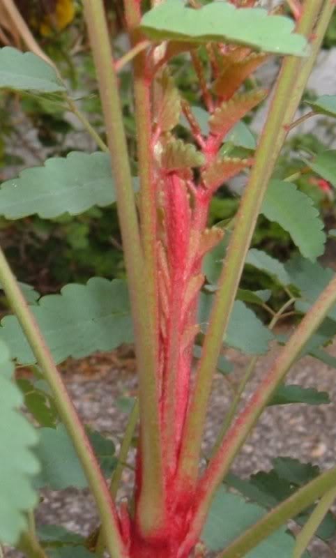 Palo de Sangre in close up