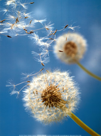 Dandelion seeds blowing in the wind